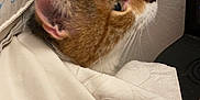 Minnie is registered to the contest to win money with this photo: animal, brown, cat, close_up, cloth_bag, curious, domestic, ears, electronics, feline, fur, head, indoor, orange, pet, side_view, table, whiskers, white, wooden_surface
