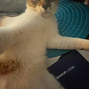 Minnie joined the competition — help win amazing prizes! cat, feline, pet, lying_down, close_up, indoor, fur, white_fur, brown_fur, face, mat, blue_mat, booklet, mobile_guide, squinting, animal, relaxed, domestic_animal, paw, whiskers