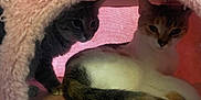 Minnie is registered to the contest to win money with this photo: cat, feline, pet, indoor, cozy, soft, bed, curious, two_cats, animal, resting, fur, whiskers, ears, tail, domestic, cute, companions, shadow, pink_background