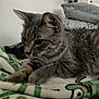 animal, blanket, cat, closeup, cozy, cute, domestic, ears, feline, fur, home, indoor, mammal, pet, pillow, relaxed, resting, soft, tabby, whiskers