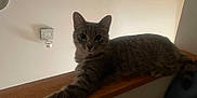 Scoobie is registered to the contest to win money with this photo: animal, calm, cat, curious, decor, domestic_cat, ears, feline, home, indoor, pet, relaxed, resting, stretching, striped, tabby_cat, tail, wall, whiskers, wooden_ledge
