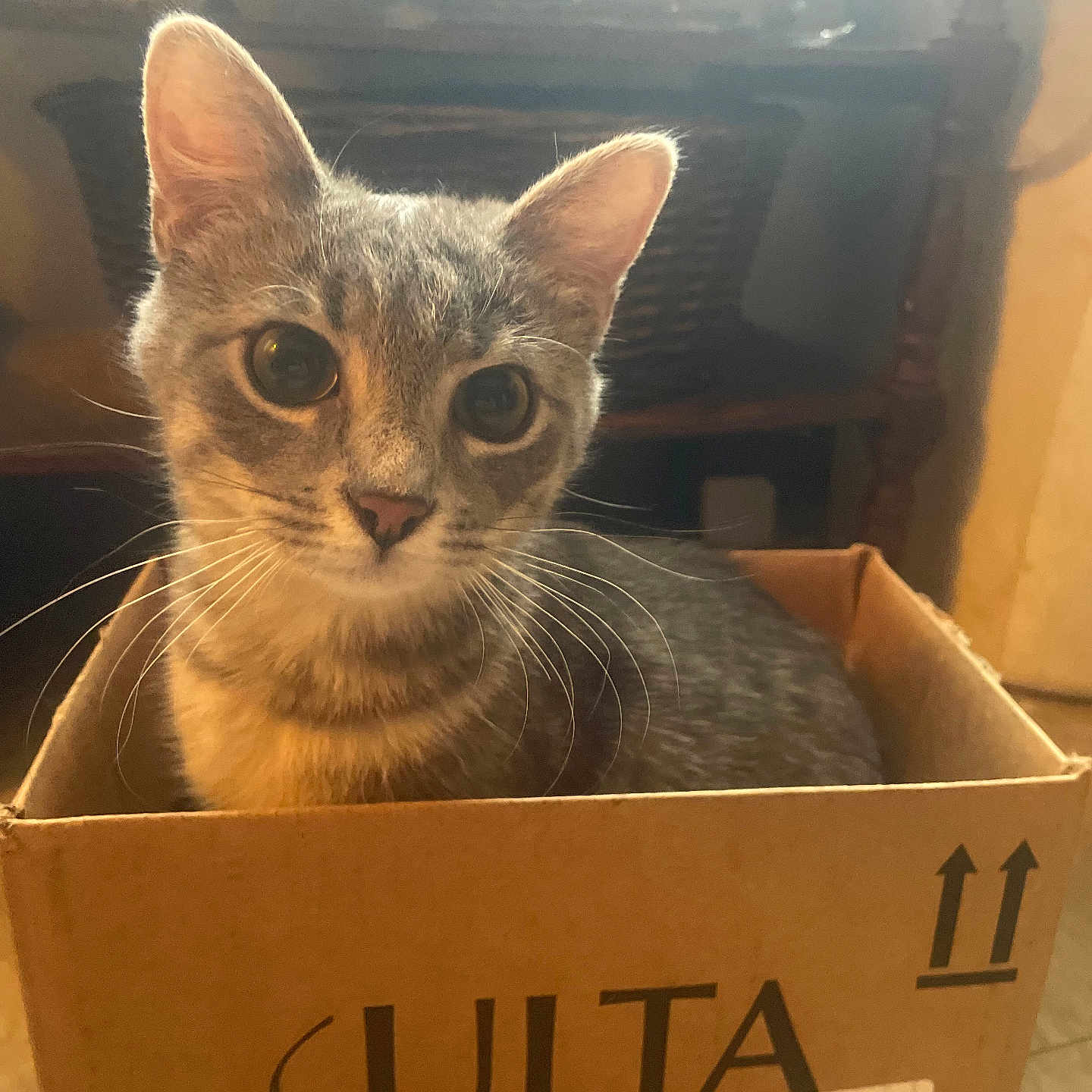 Scoobie joined the competition — help win amazing prizes! animal, box, brown, cardboard_box, cat, close_up, cozy, curious, cute, domestic_animal, feline, gray, household, indoor, looking, pet, sitting, tabby, whiskers, wide_eyes