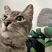 Scoobie joined the competition — help win amazing prizes! animal, blanket, cat, close_up, cozy, curious, domestic_cat, ears, feline, fur, gray_cat, home, indoor, pet, pillow, relaxed, soft_texture, tabby, whiskers, wide_eyes