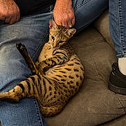 Jaxs is registered to the contest to win money with this photo: cat, bengal_cat, pet, animal, feline, spotted, striped, sitting, lounging, raised_paw, whiskers, ears, eyes, fur, indoor, couch, person, jeans, watch, tattoo