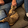 cat, bengal_cat, pet, animal, feline, spotted, striped, sitting, lounging, raised_paw, whiskers, ears, eyes, fur, indoor, couch, person, jeans, watch, tattoo