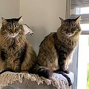Guyzmo Et Lola a rejoint le concours — aidez-le/la à gagner de superbes lots ! cat, tabby, fluffy, pet, indoor, window, cat_tree, blanket, fringe, feline, two_cats, sitting, looking, domestic_cat, fur, whiskers, ears, eyes, natural_light, home