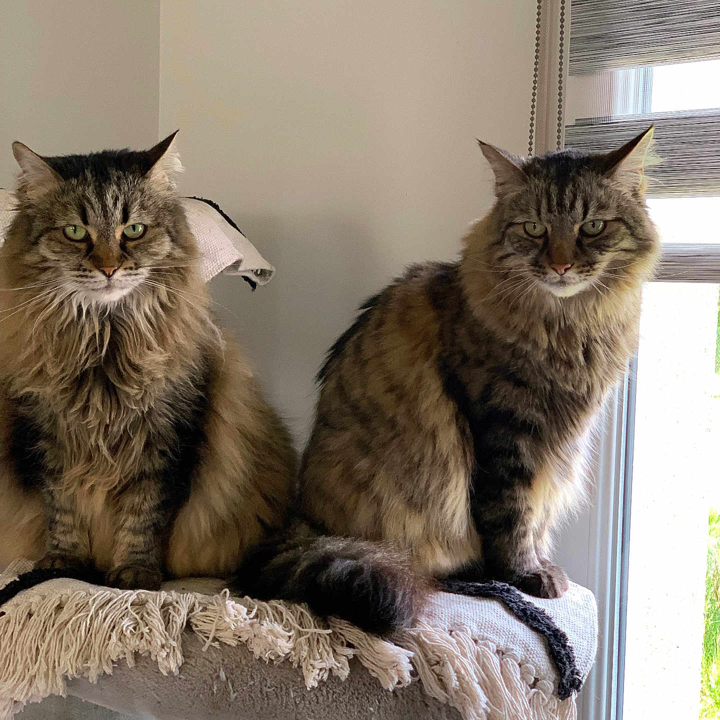 Guyzmo Et Lola a rejoint le concours — aidez-le/la à gagner de superbes lots ! blanket, cat, cat_tree, domestic_cat, ears, eyes, feline, fluffy, fringe, fur, home, indoor, looking, natural_light, pet, sitting, tabby, two_cats, whiskers, window