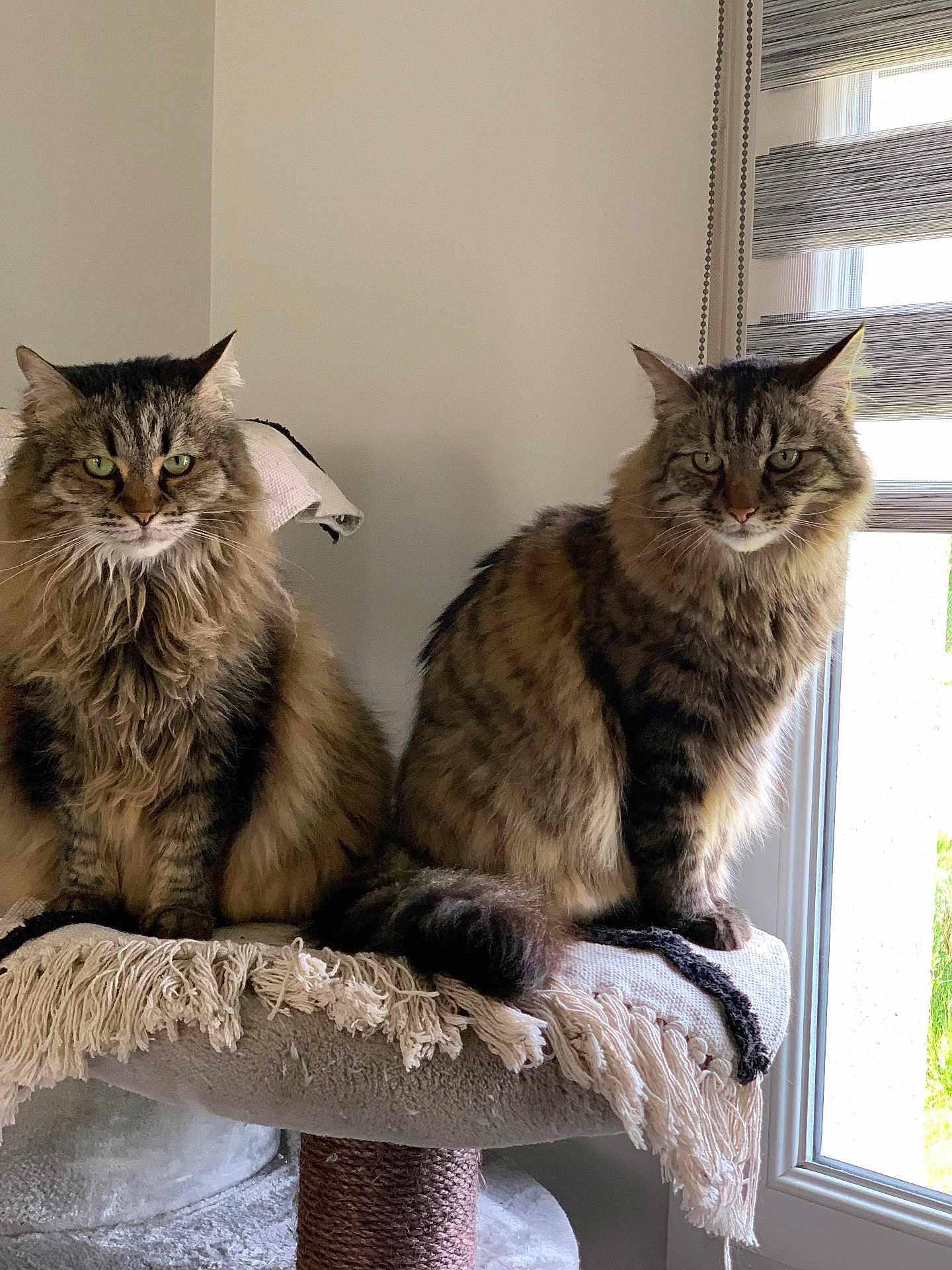 Guyzmo Et Lola a rejoint le concours — aidez-le/la à gagner de superbes lots ! cat, tabby, fluffy, pet, indoor, window, cat_tree, blanket, fringe, feline, two_cats, sitting, looking, domestic_cat, fur, whiskers, ears, eyes, natural_light, home