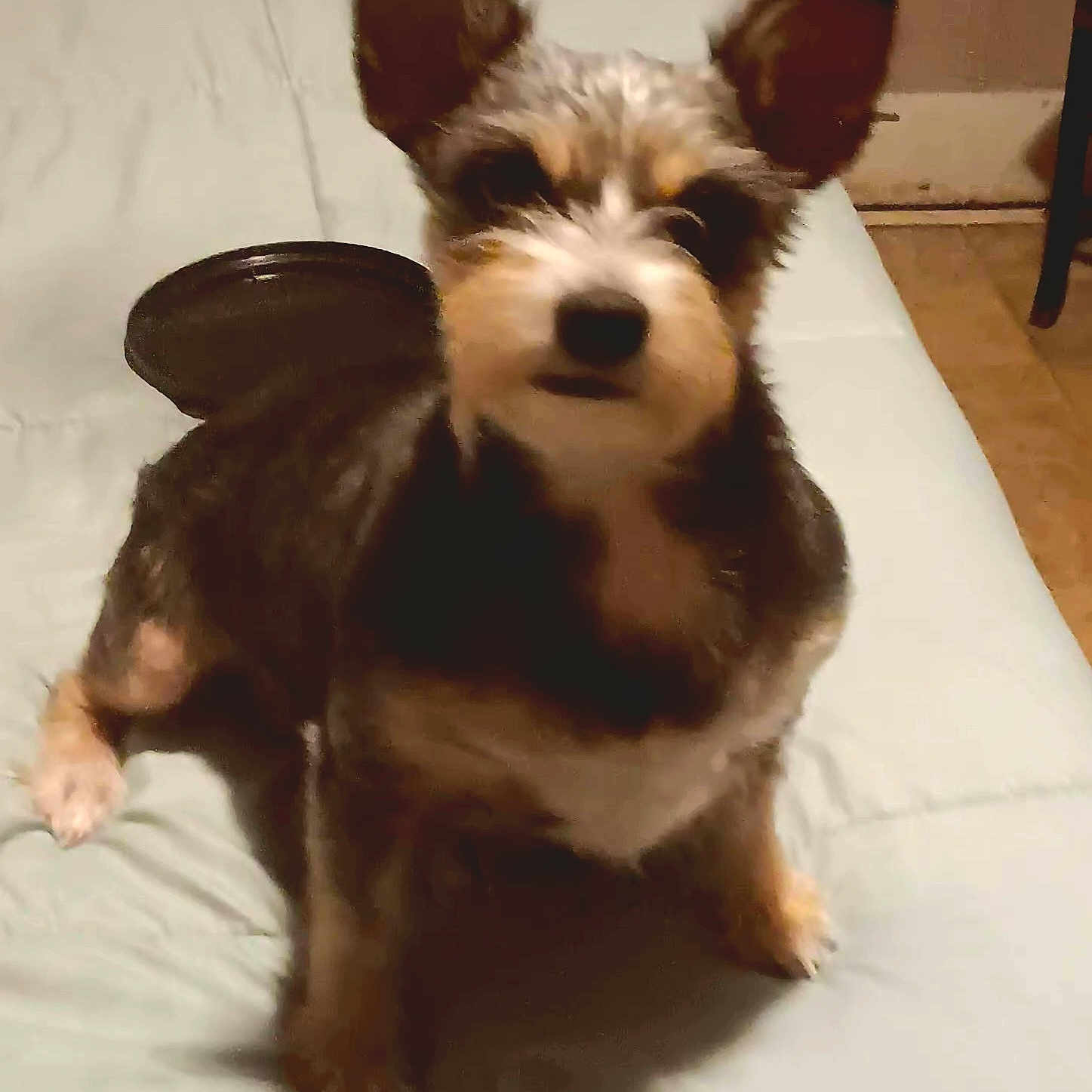 Baby joined the competition — help win amazing prizes! animal, bed, blurred, canine, companion, cute, dog, domestic_animal, ears, floor, fur, furniture, indoor, light, looking, pet, room, sheet, sitting, small_dog