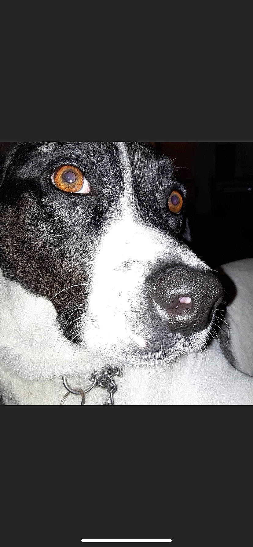 Evan joined the competition — help win amazing prizes! canidae, carnivore, collar, companion_dog, darkness, dog, dog_breed, fur, monochrome, monochrome_photography, non_sporting_group, snout, sporting_group, whiskers, working_animal, working_dog