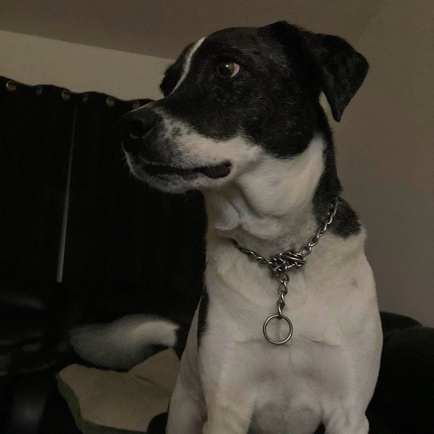 Evan joined the competition — help win amazing prizes! canidae, carnivore, collar, companion_dog, dog, dog_breed, dog_collar, fawn, fur, hunting_dog, jewellery, leash, monochrome_photography, non_sporting_group, pet_supply, sporting_group, whiskers, working_animal, working_dog