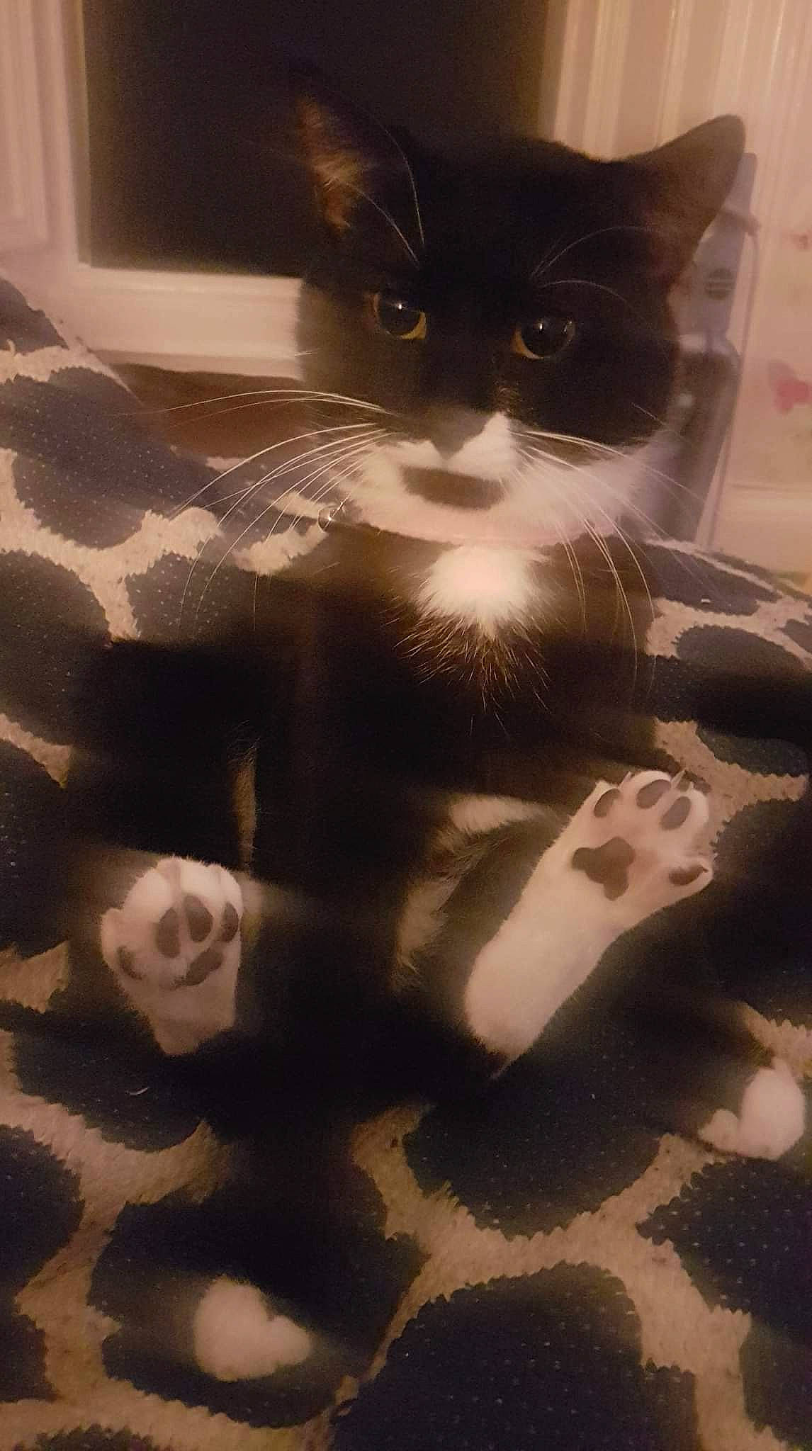 Jones is registered to the contest to win money with this photo: black_cat, box, carnivore, cat, domestic_short_haired_cat, felidae, flooring, foot, fur, grey, monochrome, monochrome_photography, paw, pet_supply, sand, shadow, small_to_medium_sized_cats, snout, tail, whiskers