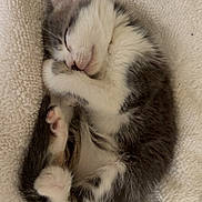 Ruby participe au concours pour gagner de l'argent avec cette photo : kitten, sleeping, cat, furry, cute, small, cozy, blanket, white, gray, fur, paw, relaxed, rest, animal, pet, adorable, soft, comfort, nap