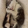 kitten, sleeping, cat, furry, cute, small, cozy, blanket, white, gray, fur, paw, relaxed, rest, animal, pet, adorable, soft, comfort, nap