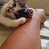 kitten, cat, paw, arm, human, indoor, couch, leather, pet, playful, cute, animal, fur, closeup, paw_pads, relaxing, domestic, mammal, young, friendly