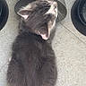 kitten, cat, gray_cat, white_fur, pet, animal, floor, bowl, feeding, cute, feline, whiskers, ears, young_cat, indoor, domestic_animal, small, fluffy, resting, snacking