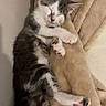 kitten, sleeping, cat, pet, cozy, blanket, cute, feline, paws, fur, resting, indoors, animal, domestic, young, adorable, soft, relaxed, comfort, nap