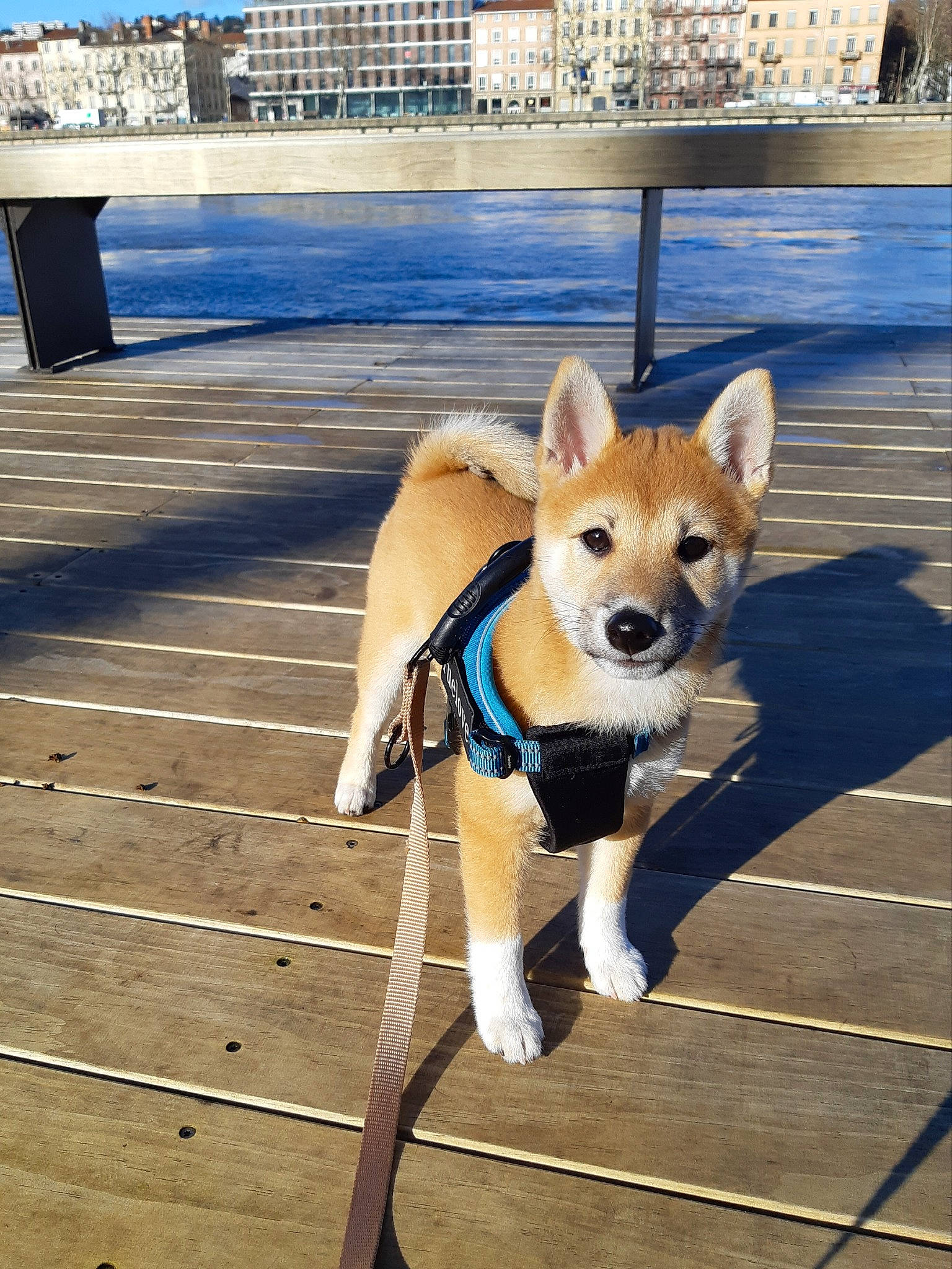 Sienna participe au concours pour gagner de l'argent avec cette photo : blue, carnivore, chair, collar, companion_dog, dog, dog_breed, dog_collar, dog_supply, fawn, lake, leash, pet_supply, sky, snout, tail, toy_dog, water, wood, working_animal