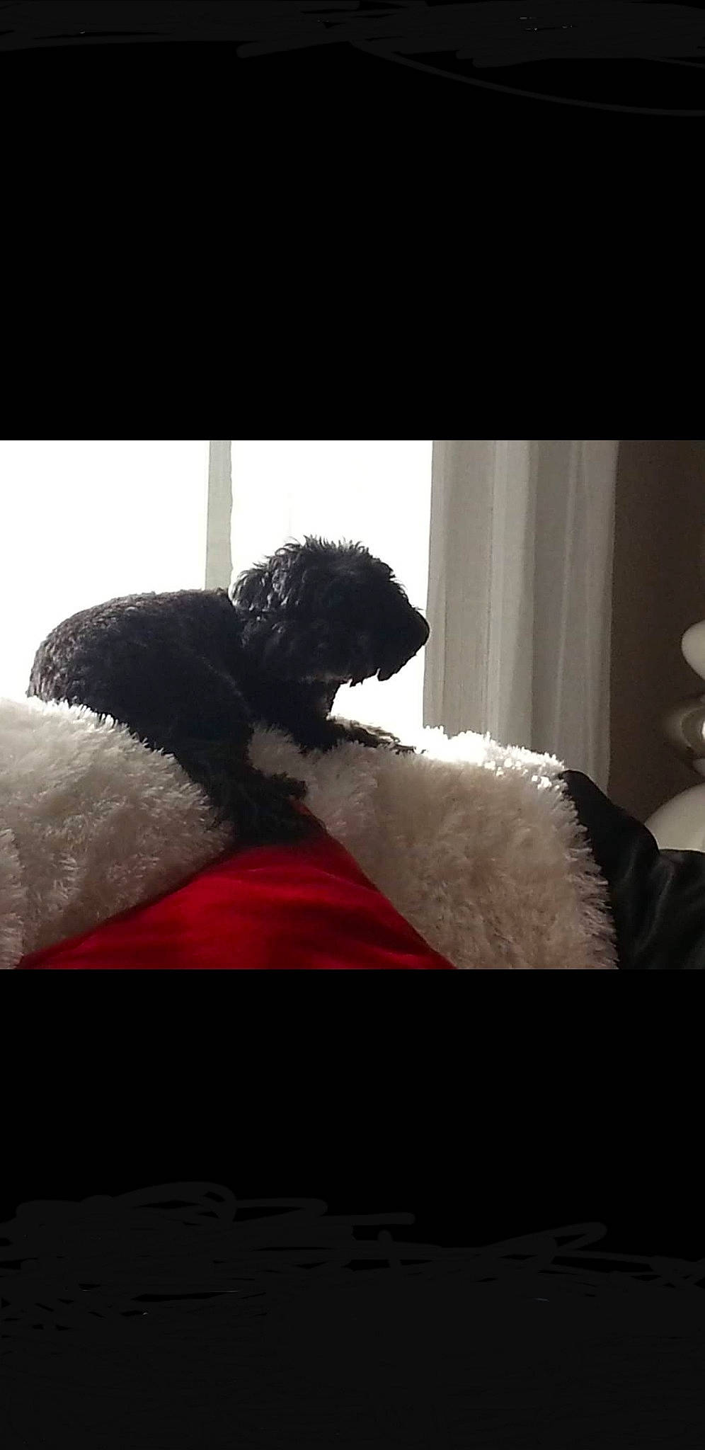 Lea a rejoint le concours — aidez-le/la à gagner de superbes lots ! bed, canidae, carnivore, comfort, dog, fur, furniture, labradoodle, linens, love, poodle, portuguese_water_dog, puppy, sky, spanish_water_dog, sporting_group