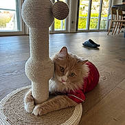 Leo is registered to the contest to win money with this photo: animal, cat, claws, curious, domestic, feline, flooring, fur, home, indoor, natural_light, pet, playful, red_shirt, rope, scratching_post, toy, whiskers, window, wooden_floor