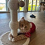 animal, cat, claws, curious, domestic, feline, flooring, fur, home, indoor, natural_light, pet, playful, red_shirt, rope, scratching_post, toy, whiskers, window, wooden_floor