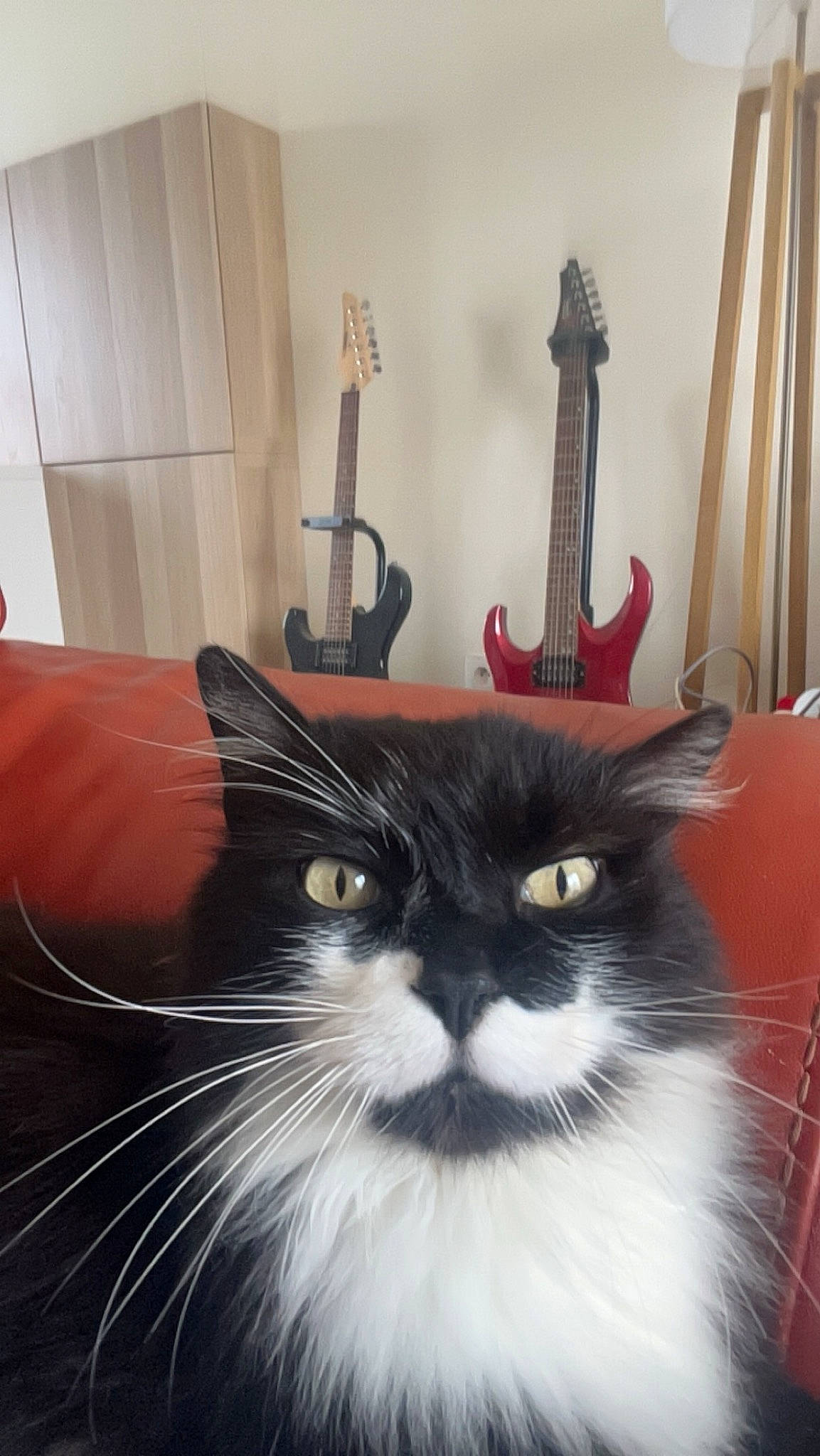 Jean-claude participe au concours pour gagner de l'argent avec cette photo : bag, carnivore, cat, curtain, fashion_accessory, felidae, flowerpot, formal_wear, fur, hardwood, luggage_and_bags, plant, small_to_medium_sized_cats, snout, tail, whiskers, window, wood