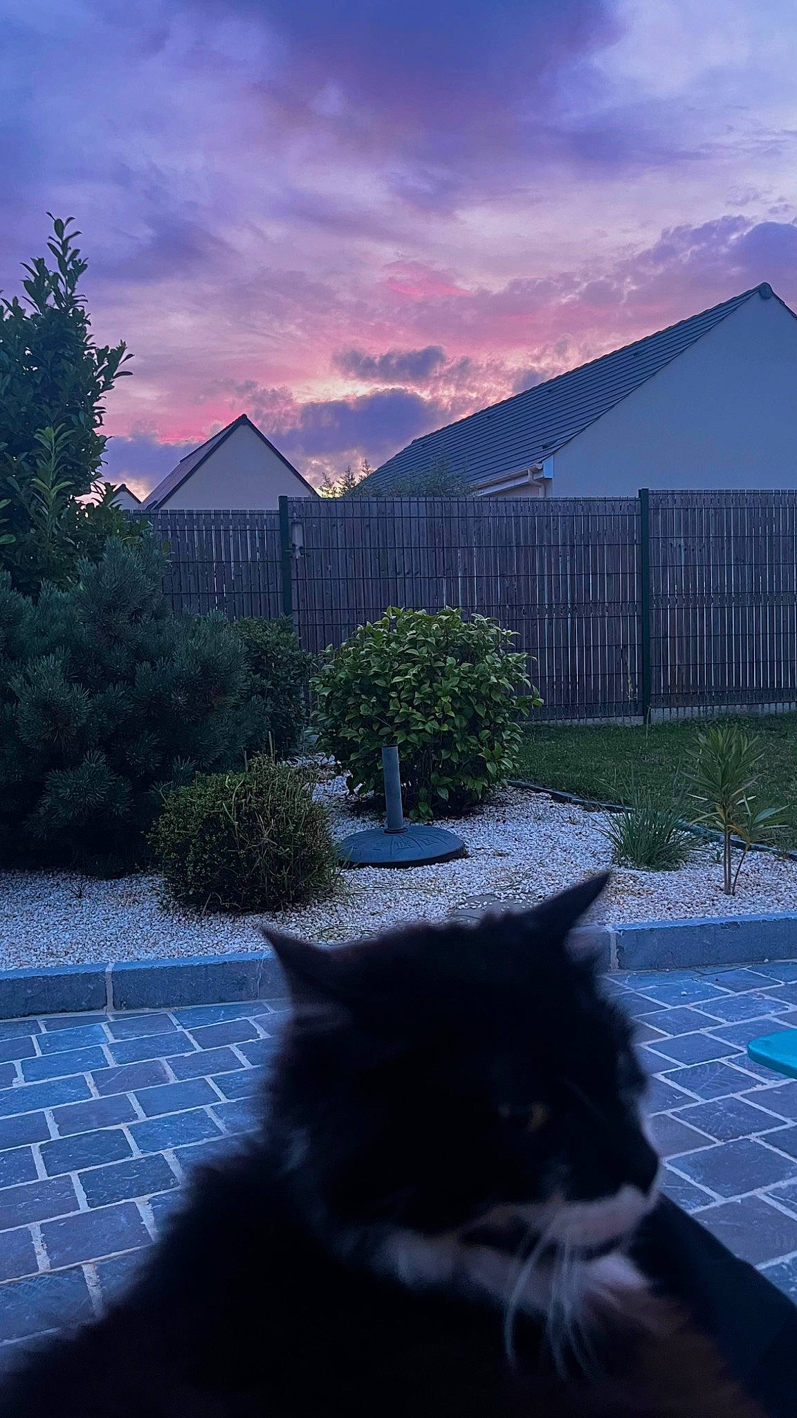 Jean-claude a rejoint le concours — aidez-le/la à gagner de superbes lots ! blue, building, carnivore, cat, cloud, felidae, grass, house, landscape, light, morning, nature, plant, sky, small_to_medium_sized_cats, sunlight, tail, tints_and_shades, tree, whiskers