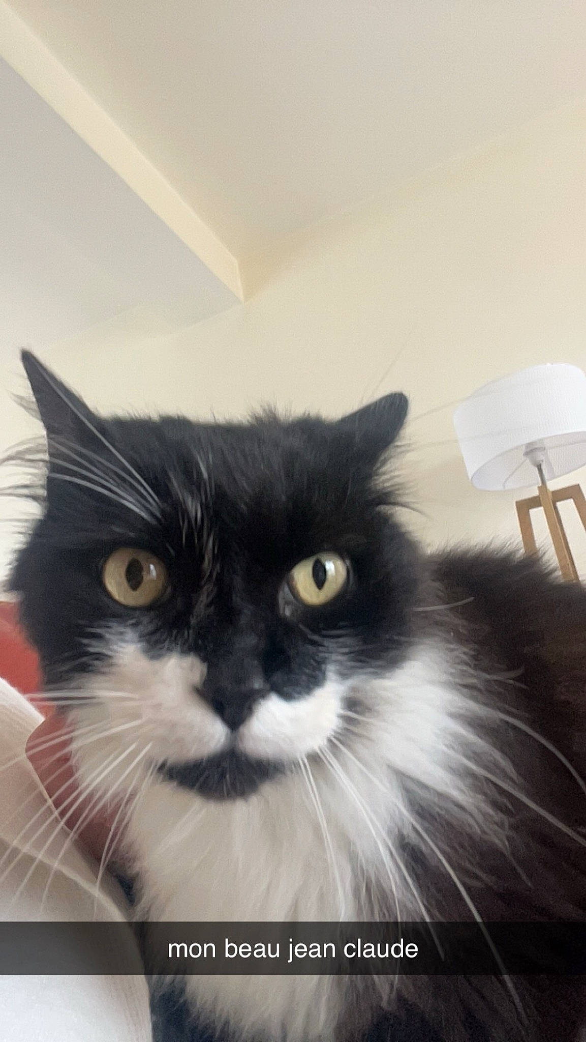 Jean-claude participe au concours pour gagner de l'argent avec cette photo : box, carnivore, cat, comfort, domestic_short_haired_cat, felidae, formal_wear, fur, lamp, lampshade, small_to_medium_sized_cats, whiskers, window