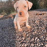 Apollo is registered to the contest to win money with this photo: puppy, dog, white_dog, outdoor, gravel, sunlight, nature, young_dog, animal, pet, cute, curious, ears, sitting, shadow, greenery, closeup, portrait, daytime, small_dog