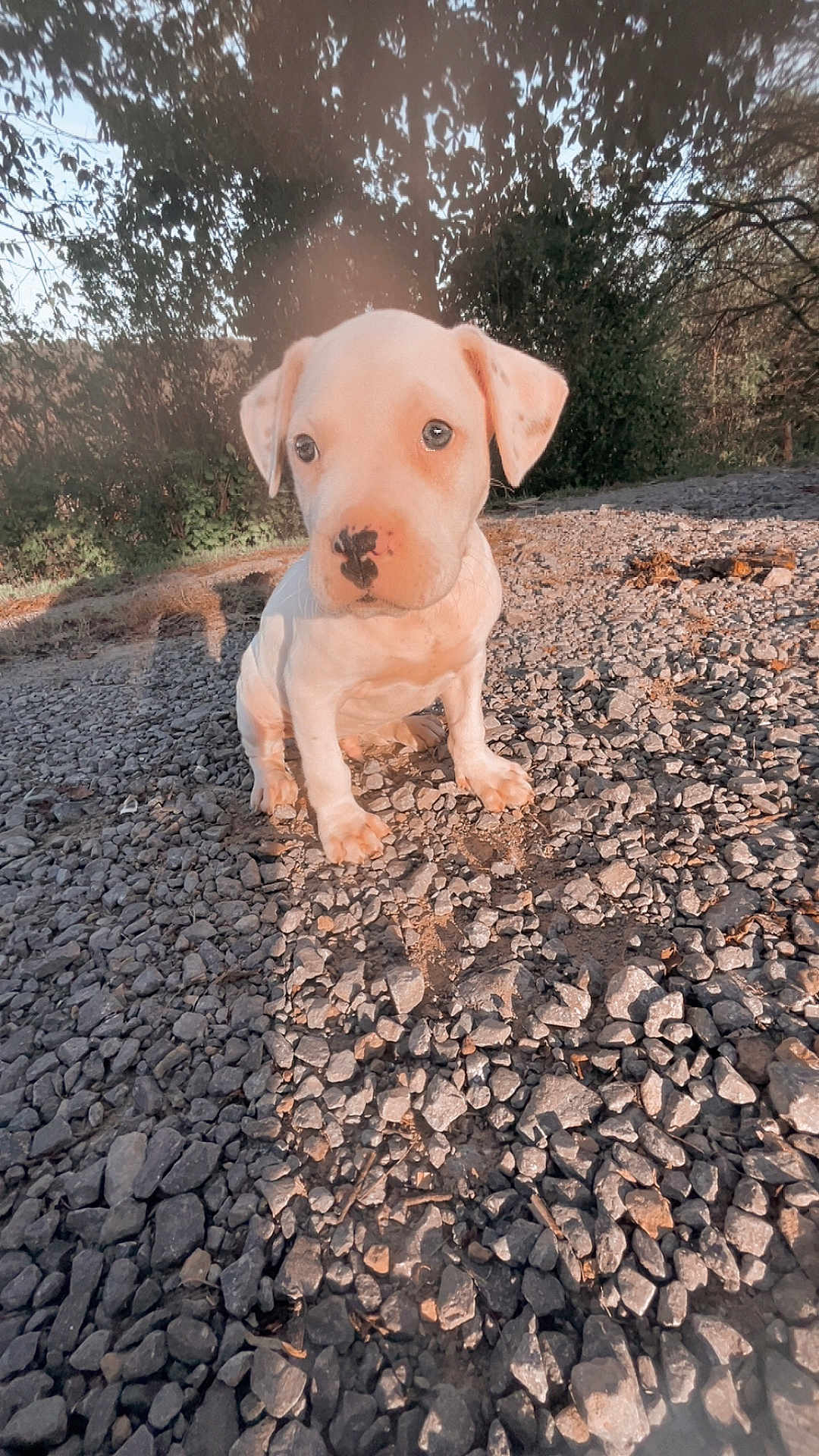 Apollo