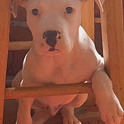 Apollo joined the competition — help win amazing prizes! animal, black_spot, carpet, close_up, curious, cute, dog, domestic_animal, floor, furniture, indoors, looking, paw, pet, puppy, resting, sitting, white_dog, wooden_chair, young_dog