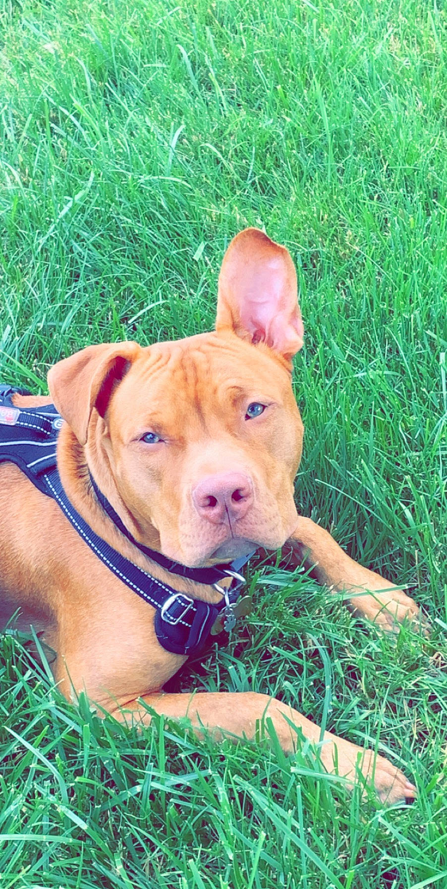 Prince is registered to the contest to win money with this photo: carnivore, collar, companion_dog, dog, dog_breed, dog_collar, fawn, grass, grass_family, grassland, liver, mammal, pasture, pet_supply, prairie, skin, snout, sporting_group, whiskers, working_animal