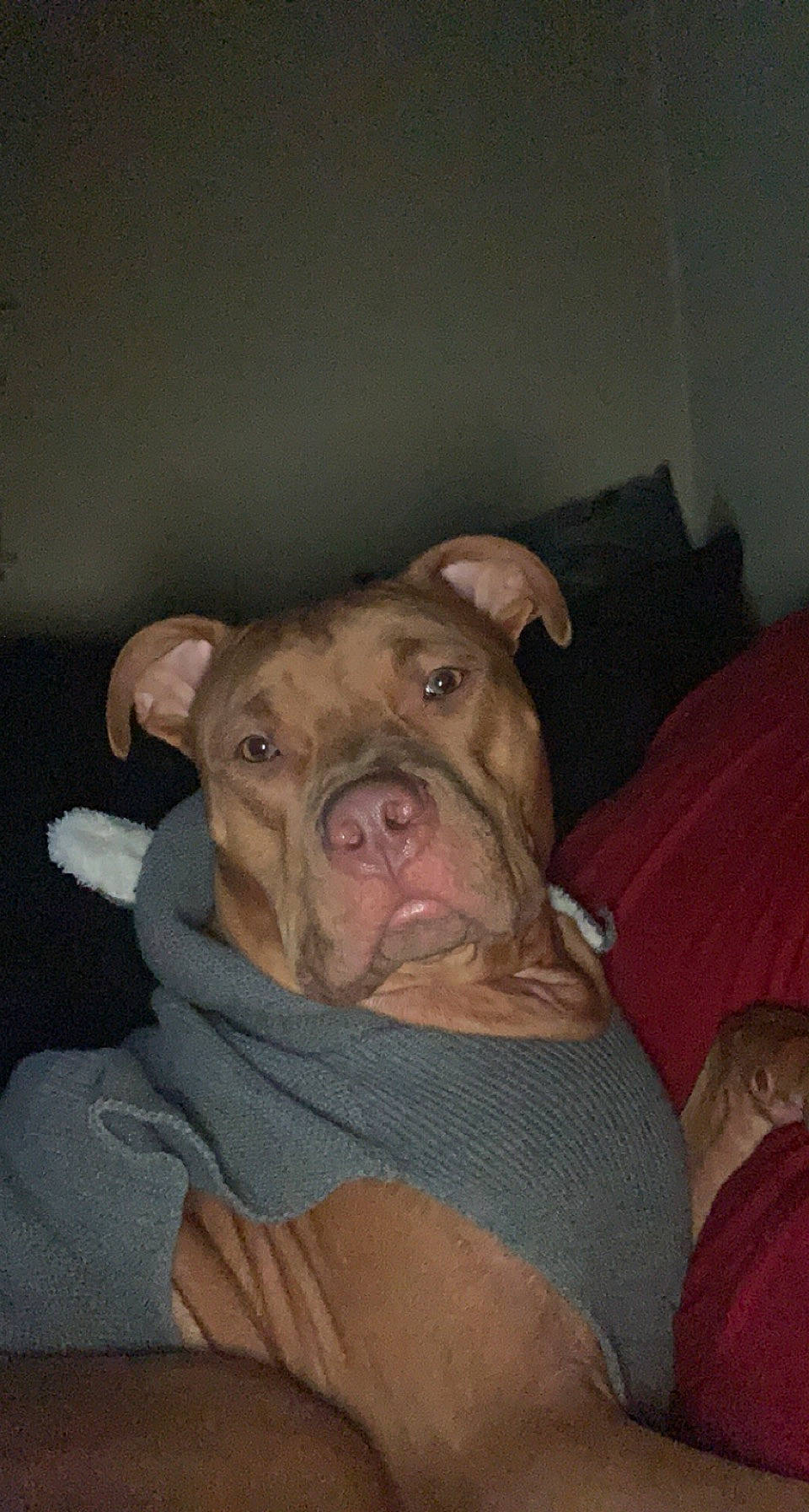 Prince joined the competition — help win amazing prizes! beige, brown, canidae, carnivore, comfort, companion_dog, dog, dog_breed, fawn, iris, jaw, liver, muscle, neck, organ, skin, snout, sporting_group, whiskers, wrinkle