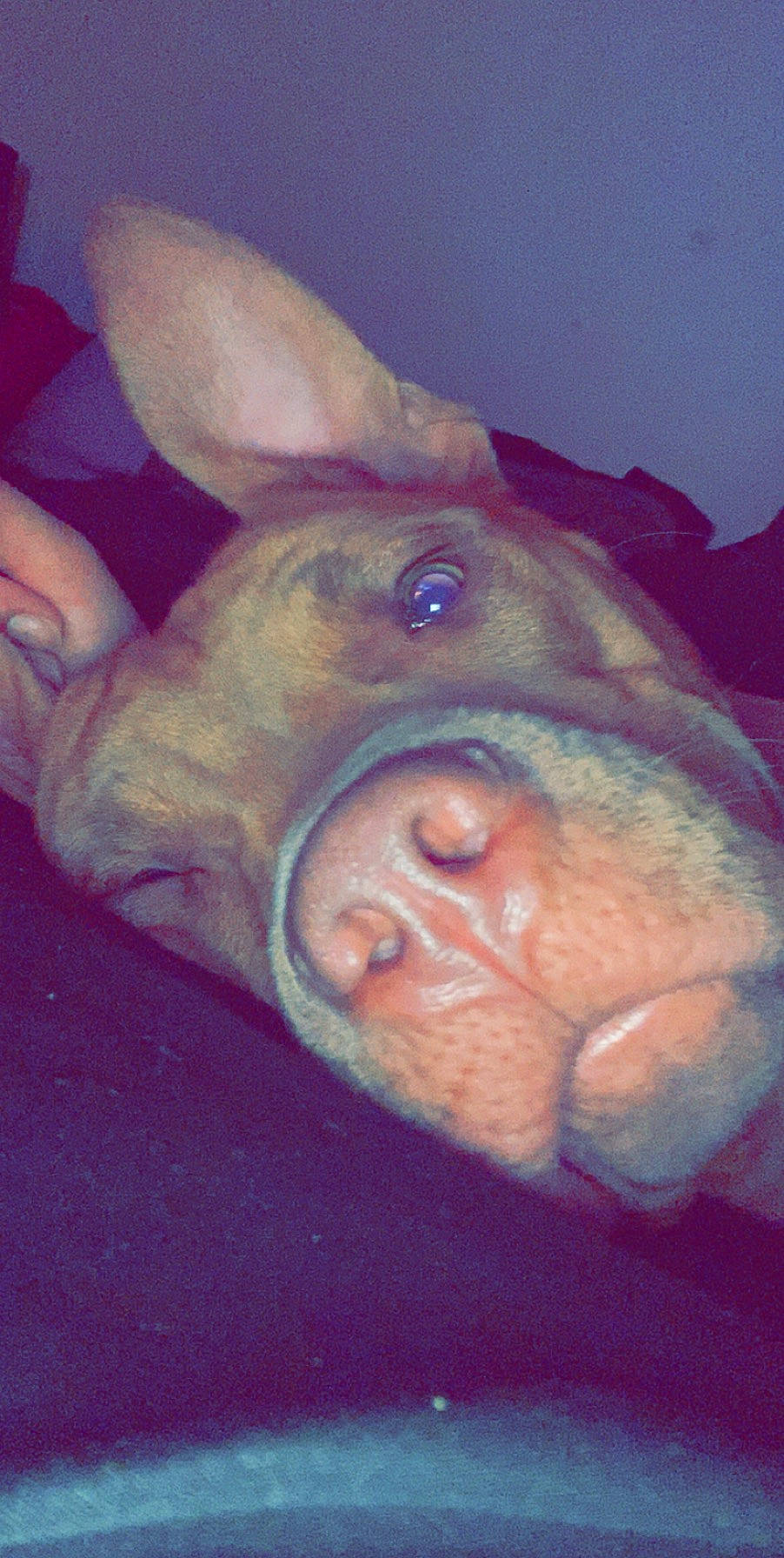 Prince is registered to the contest to win money with this photo: domestic_pig, fawn, flesh, iris, jaw, livestock, organ, organism, skin, snout, suidae, terrestrial_animal, vertebrate, whiskers, wrinkle