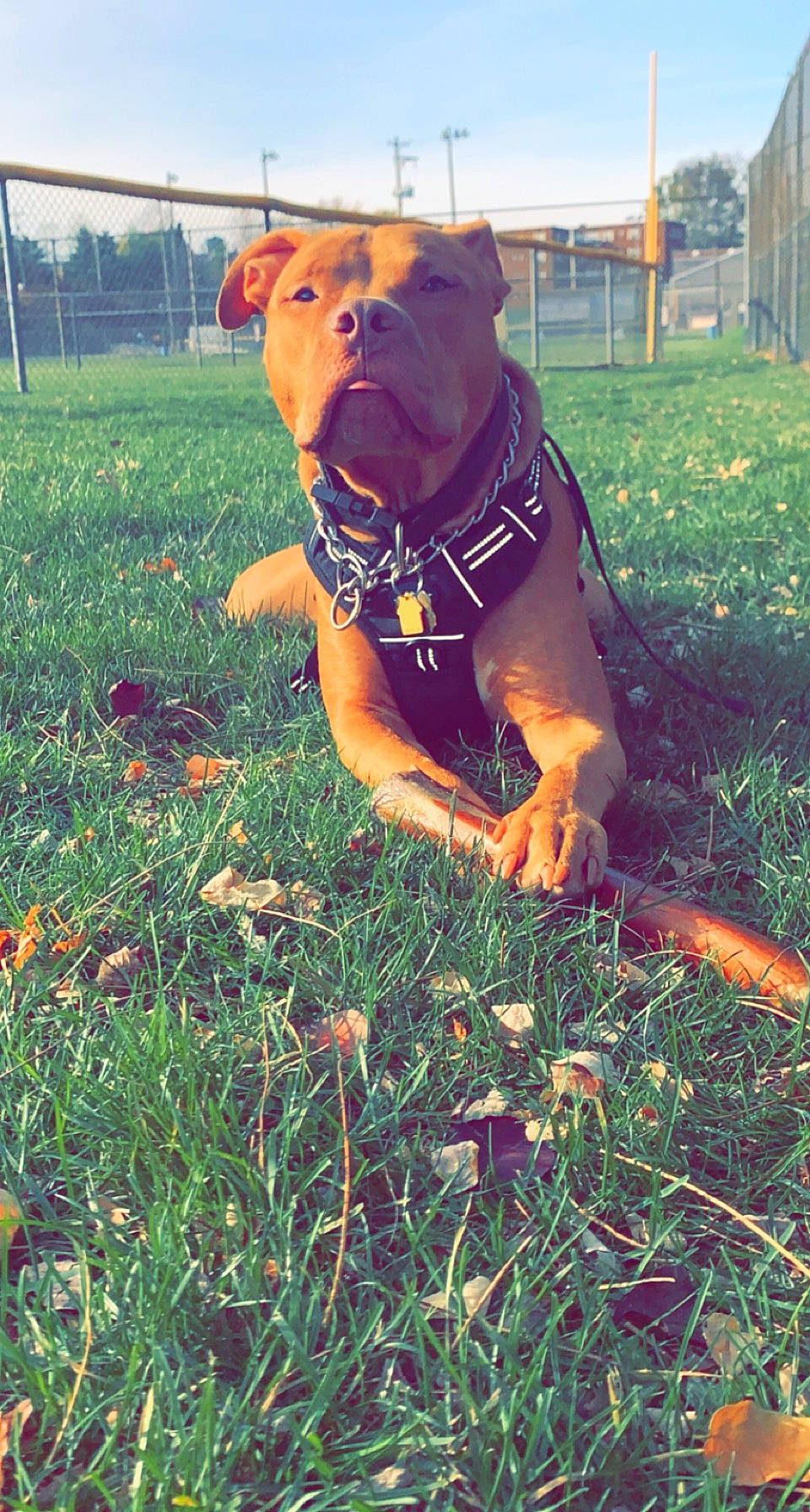 Prince is registered to the contest to win money with this photo: american_pit_bull_terrier, canidae, carnivore, collar, companion_dog, dog, dog_breed, dog_clothes, dog_collar, dog_supply, grass, hunting_dog, liver, mammal, pet_supply, snout, sporting_group, wire_fencing, working_animal, working_dog