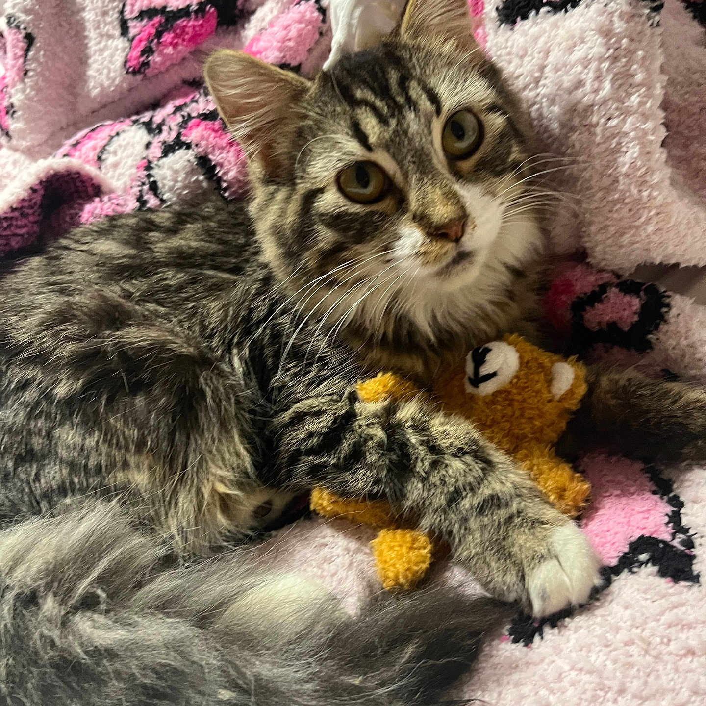 Louie joined the competition — help win amazing prizes! animal, bed, blanket, cat, comfort, cozy, cute, feline, fluffy_tail, fur, indoor, pattern, paw, pet, pink, resting, tabby, teddy_bear, toy, whiskers