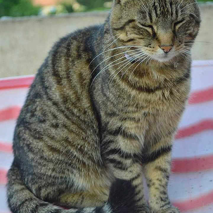 Nila