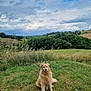 Néo participe au concours pour gagner de l'argent avec cette photo : dog, golden_retriever, grass, field, outdoor, nature, cloudy_sky, trees, animal, pet, canine, sitting, fur, wild_grass, landscape, rural, sky, daytime, mammal, peaceful