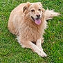 Néo participe au concours pour gagner de l'argent avec cette photo : dog, golden_retriever, grass, outdoor, pet, animal, tongue_out, happy, laying_down, nature, fur, canine, summer, mammal, playful, friendly, greenery, cute, relaxed, fluffy
