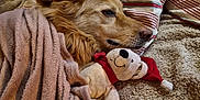 Néo a rejoint le concours — aidez-le/la à gagner de superbes lots ! dog, golden_retriever, blanket, stuffed_toy, teddy_bear, santa_hat, couch, pillow, striped_pillowcase, fur, sleeping, cozy, indoor, resting, pet, soft_texture, comfort, relaxation, animal, snuggling