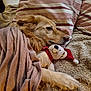 dog, golden_retriever, blanket, stuffed_toy, teddy_bear, santa_hat, couch, pillow, striped_pillowcase, fur, sleeping, cozy, indoor, resting, pet, soft_texture, comfort, relaxation, animal, snuggling