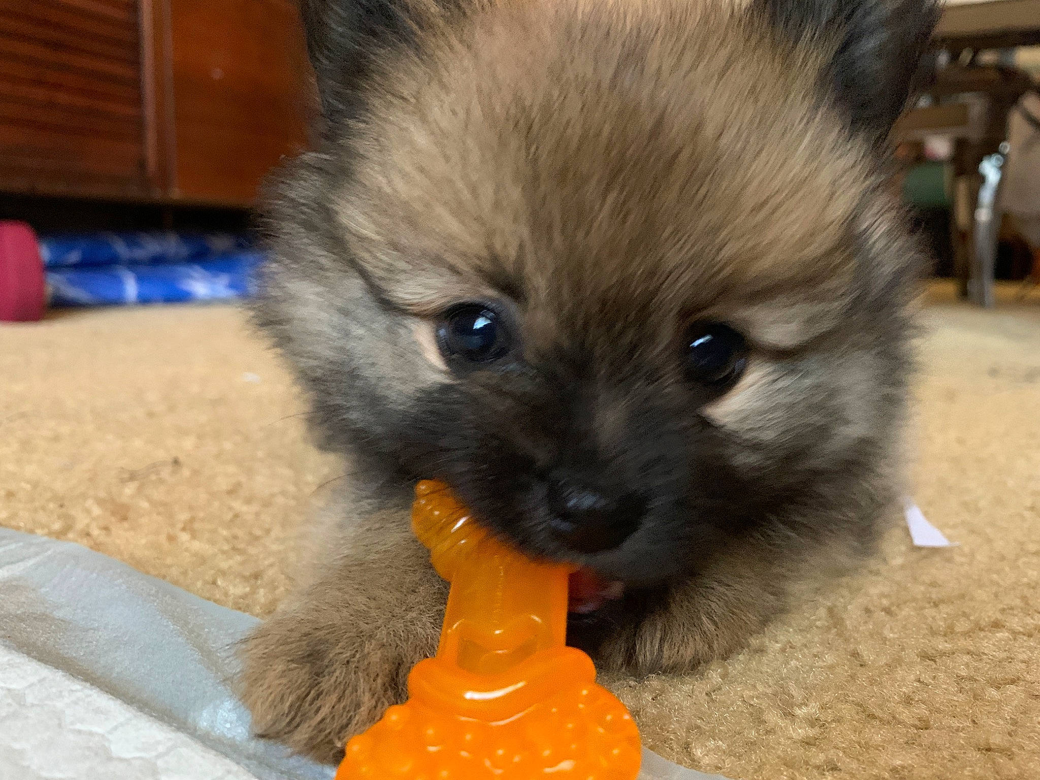 Meeko joined the competition — help win amazing prizes! canidae, carnivore, companion_dog, dog, dog_breed, fawn, german_spitz, german_spitz_klein, german_spitz_mittel, keeshond, mammal, non_sporting_group, pomeranian, puppy, rare_breed_dog, skin, snout, spitz, toy_dog, vertebrate