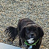 Lucy joined the competition — help win amazing prizes! dog, pet, black_dog, white_markings, animal, canine, collar, leash, tags, standing, outdoor, patio, gravel, concrete, portrait, fluffy, long_hair, dark_fur, looking_at_camera, daylight