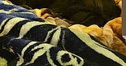 Lucy joined the competition — help win amazing prizes! dog, black_dog, fluffy, lying_down, blanket, bed, bedroom, indoor, home, dresser, mirror, furniture, cozy, portrait, pet, animal, dark_fur, patterned_blanket, blurred_foreground, ai_generated_content