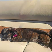 Lucy is registered to the contest to win money with this photo: dog, puppy, black_dog, brown_fur, shaggy_fur, lying_down, sleeping, relaxed, pink_collar, pet, animal, car, car_interior, leather_seat, sunlight, sunny, road_trip, vehicle, portrait, close_up