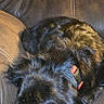Lucy joined the competition — help win amazing prizes! dog, canine, pet, black_and_tan, fluffy, long_hair, sleeping, resting, lying_down, collar, red_collar, leather_couch, sofa, indoor, furniture, cozy, relaxed, portrait, vertical_photo, ai_generated_watermark