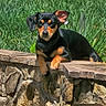 Gema is registered to the contest to win money with this photo: dog, puppy, black_and_tan, small_dog, sitting, outdoor, grass, garden, greenery, stone_wall, rustic, wood, portrait, looking_at_camera, floppy_ear, perked_ear, sunlight, pet, animal, smartphone_screenshot