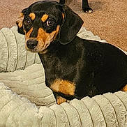 Gema is registered to the contest to win money with this photo: dog, dachshund, black_dog, small_dog, large_dog, pet, animal, sitting, standing, dog_bed, plush_bed, carpet, indoor, living_room, cozy, black_and_tan, floppy_ears, short_hair, portrait, cute