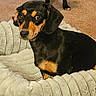 dog, dachshund, black_dog, small_dog, large_dog, pet, animal, sitting, standing, dog_bed, plush_bed, carpet, indoor, living_room, cozy, black_and_tan, floppy_ears, short_hair, portrait, cute