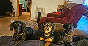 Gema joined the competition — help win amazing prizes! dogs, three_dogs, pets, canine, black_dogs, brown_dog, sitting, couch, living_room, indoor, home, portrait, group_photo, pet_portrait, collars, relaxed, adorable, cozy, wall_clock, furniture